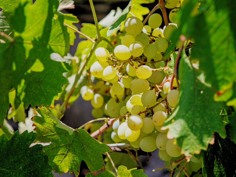 Assyrtiko Branco