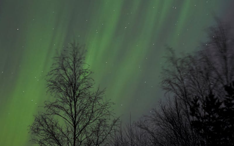 Aurora boreal sobre floresta nevada