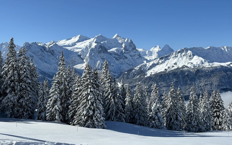 Alpes suíços com pinheiros e neve